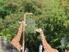 Erfurt Zoo-074