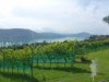 Wörthersee Trail-106