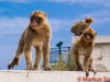 Gibraltar 083