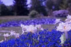 16.05.2015 - Konfirmationsfotos