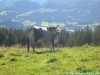 allgaeu-panorama-marathon053