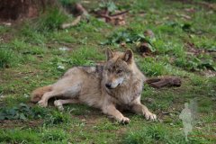 20.04.2014 - Wildpark Tambach