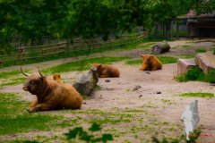 2016-06-11 - Tierpark Nuernberg