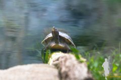 2017-08-20 - Zoo Leipzig