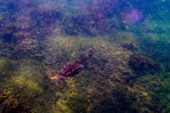 2017-08-30 - Tauchen