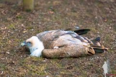 2018-03-11 - Wildpark Tambach