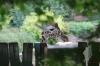 Erfurt Zoo-064