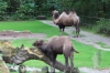 Erfurt Zoo-070