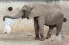 Erfurt Zoo-079