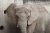 Erfurt Zoo-080